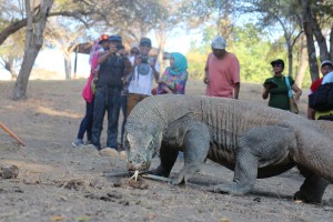 Komodo!!!! Finally...